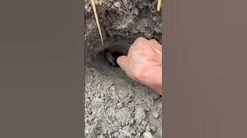 Bắt ếch trong hang