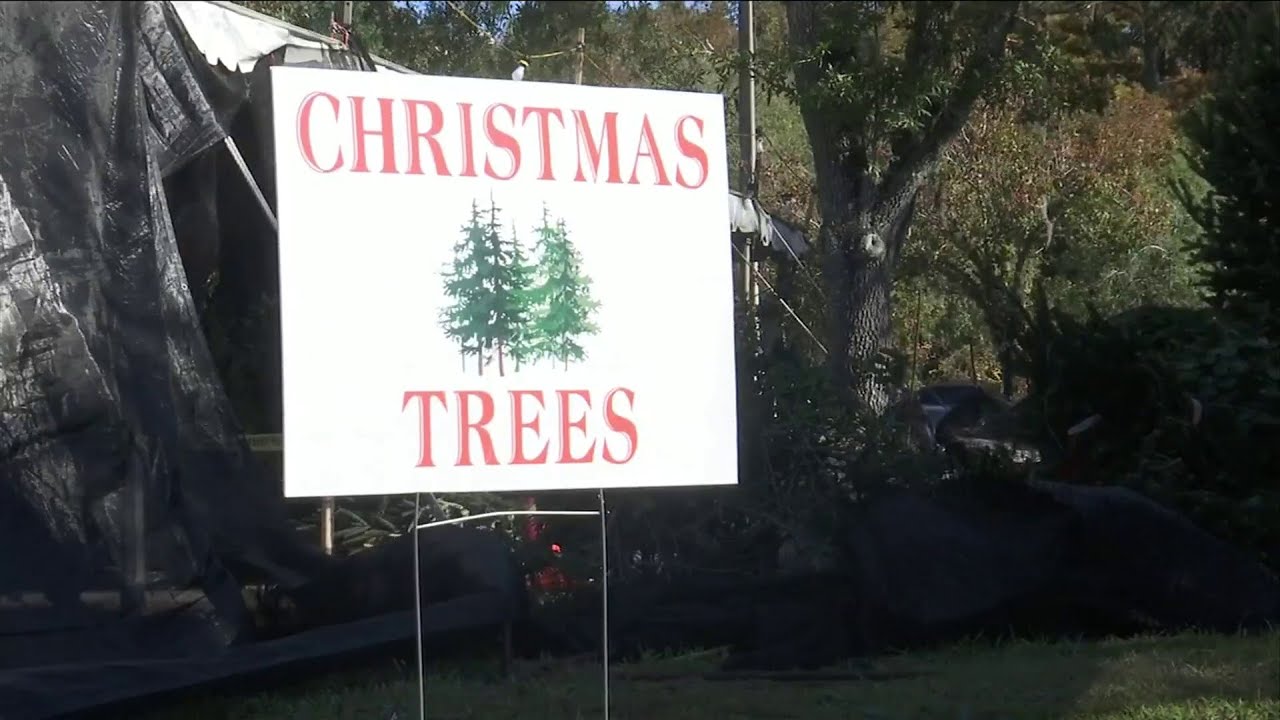 National Christmas tree shortage hits Jacksonville businesses YouTube