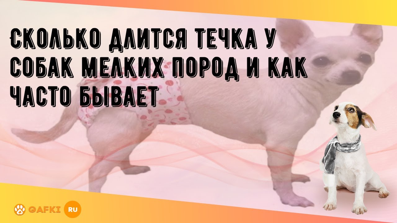 собаки мелких пород терьеров