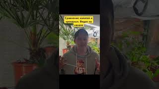Сравнение калатей и ароидных