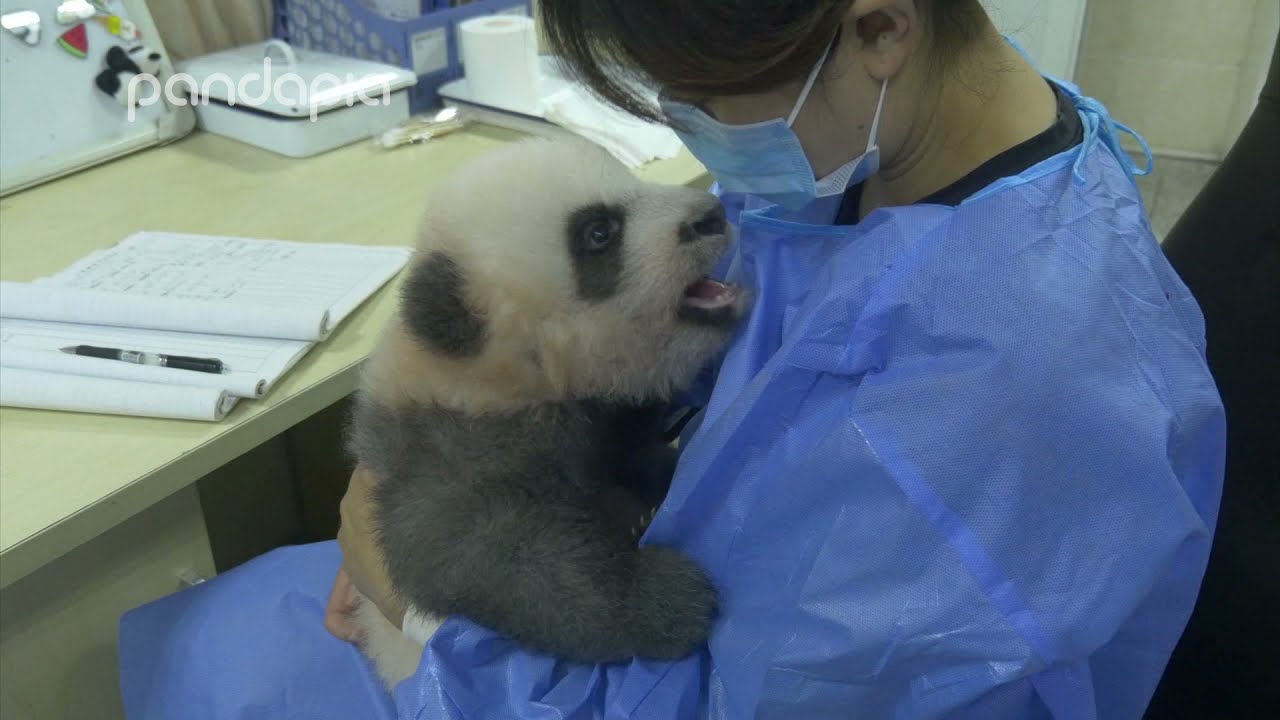 Baby panda thirsty of cuddles, hugs and kisses from nanny