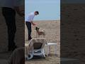 Dog on Beach American Akita