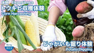 【分散型旅行】美瑛でトウキビ収穫・じゃがいも掘り体験 | Corn Harvesting, Potato Digging Experience in Biei