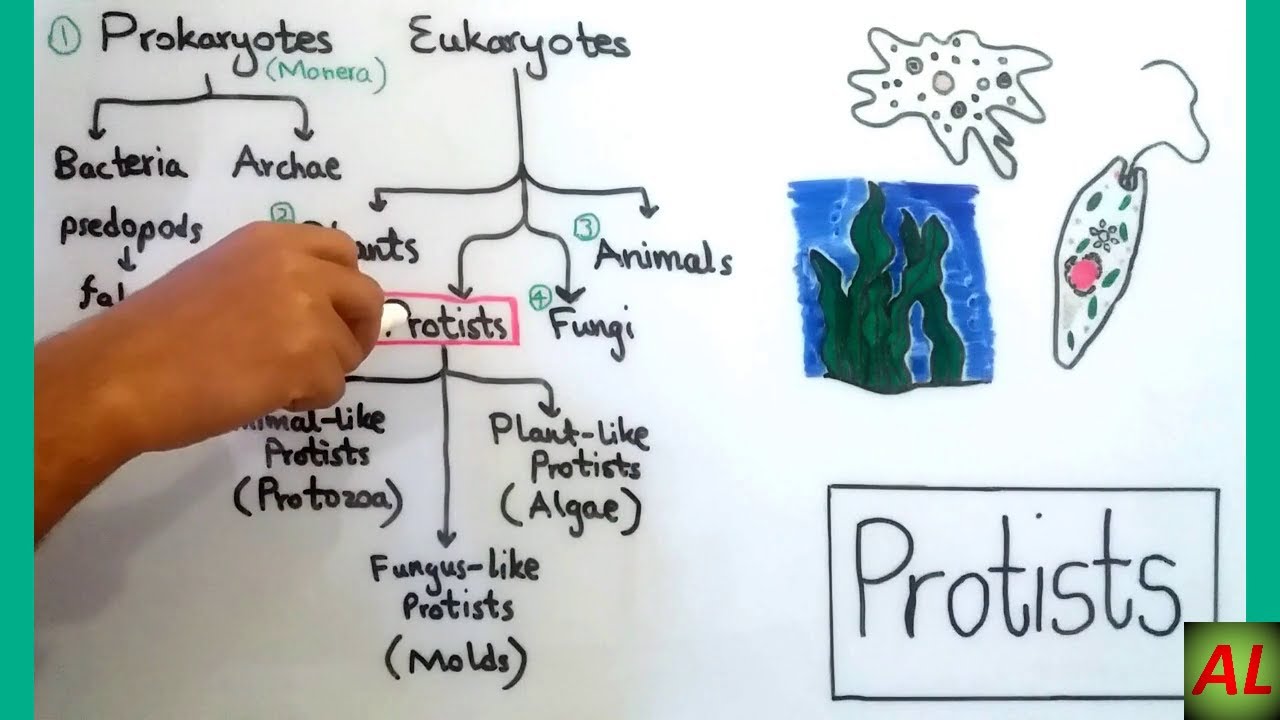 Protists in Urdu | Introduction with Basic Concept