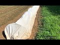 Row cover on our arugula beds