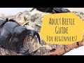 How To Care For Adult Beetles | Beginner's Guide | Pets
