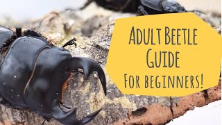 How To Care For Adult Beetles | Beginner's Guide | Pets