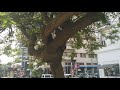 רוטשילד תל אביב רוטשילד תל אביב