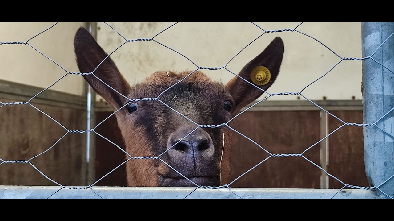 Gli Animali della Fiera di San Biagino di Pietrasanta 2026 (di Andrea Del Giudice)