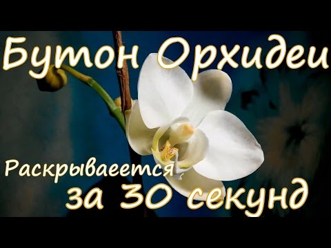 Видео: Орхидэйн, цэцэглээрэй