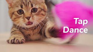 Kitten Tap Dance With 5cm Legs |  Lucky Paws - Day 67 @ Baby Kittens Day 1 to Day 100
