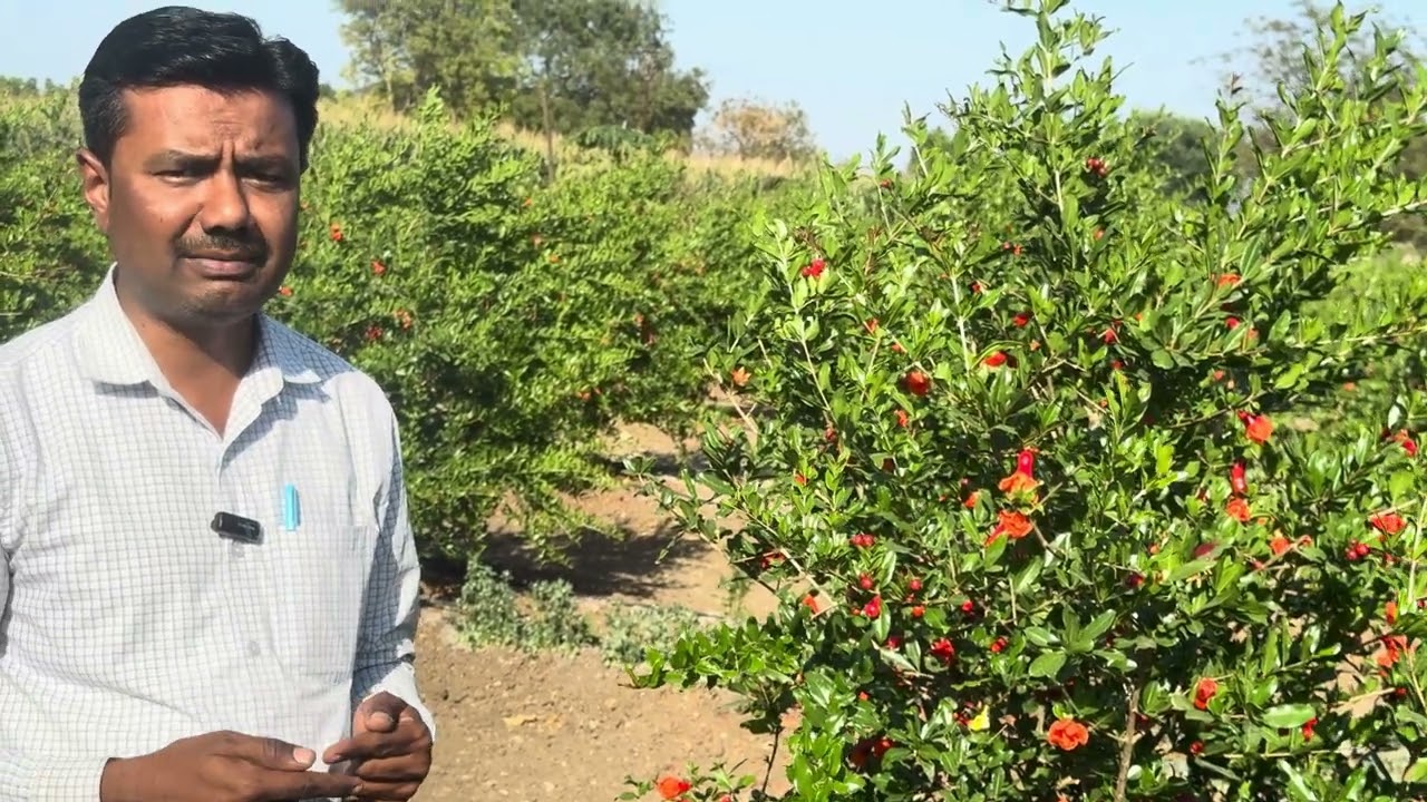 डाळींब - फूल- सेटिंग- कॅप्सूल मधे यशस्वी रूपांतरण(११ डिसें २५)!श्री त्रंबक जंजाळ,साताळ पिंपरी!