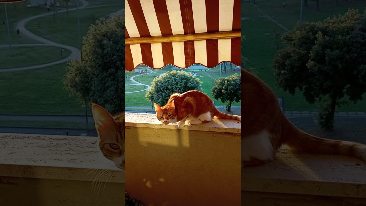 #catlovers#youtubeshorts#subscribe