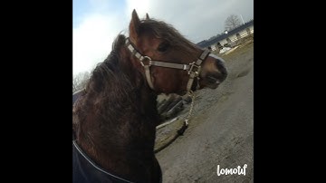 Thumbnail of Guld och gröna skogar - Hasse Andersson - Music Video by Lomotif