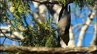 OH NO! Canada Jay Hanging by One Foot Martin's Old Off Grid Log Cabin#347