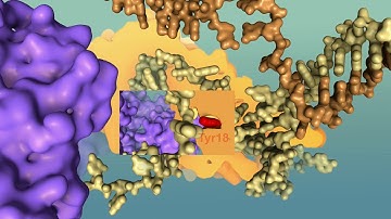 Type 4 secretion system: iii- Substrate transfer