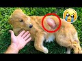 MY PUPPY HAS A MASSIVE CYST ! WILL SHE BE OKAY ?!