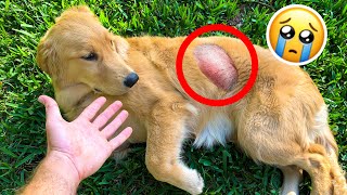 My Puppy Has A Massive Cyst ! Will She Be Okay ?!