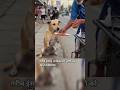 ग़रीब इंसान ने विकलांग डौगी को खाना खिलाया ll #dog #humanity #shorts