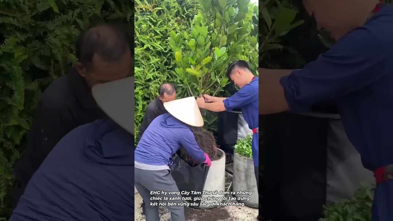 Hành trình trồng cây “Tâm Thư” – Gửi yêu thương từ trái tim đến trái tim