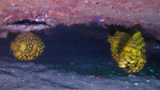 Pineapple fish
