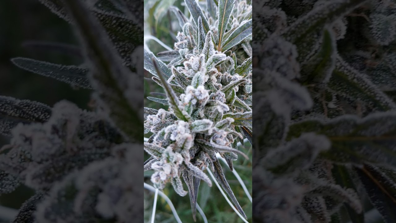 Frozen fruit- Tangie wk11