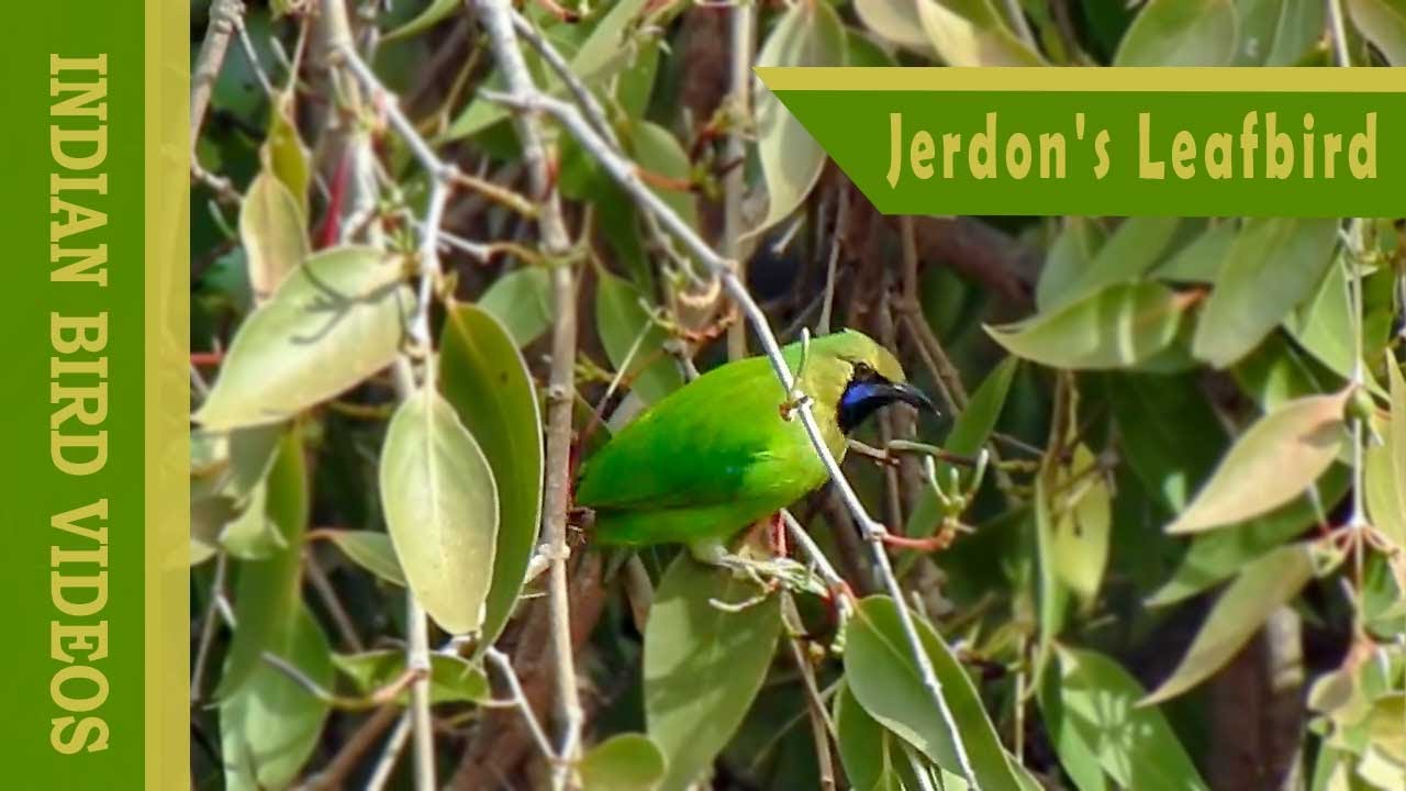 Jerdon's leafbird (Chloropsis jerdoni) #leaf_bird #indian_birds #birds ...