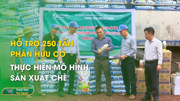 Hỗ trợ 250 tấn phân hữu cơ thực hiện mô hình sản xuất chè  | Thái Nguyên TV