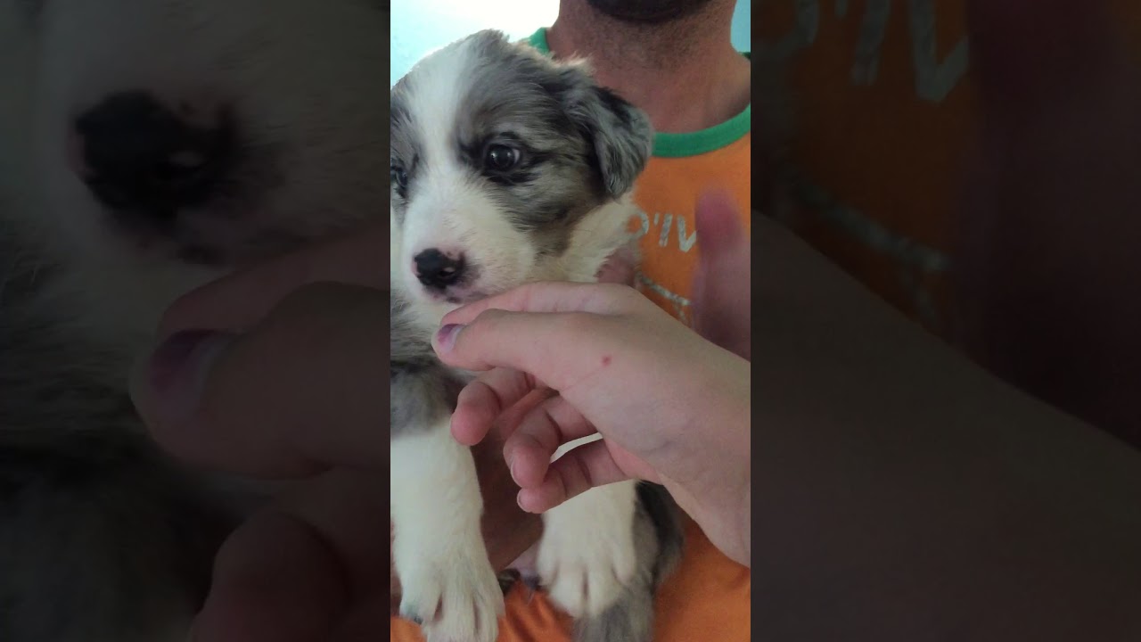 Nous allons adopter un bb chien 🐶 YouTube