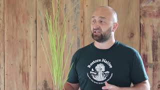 Carex Virgata - Restore Native Plant Nursery