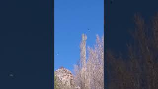 Dinar kartalı (Günçalı köyü)