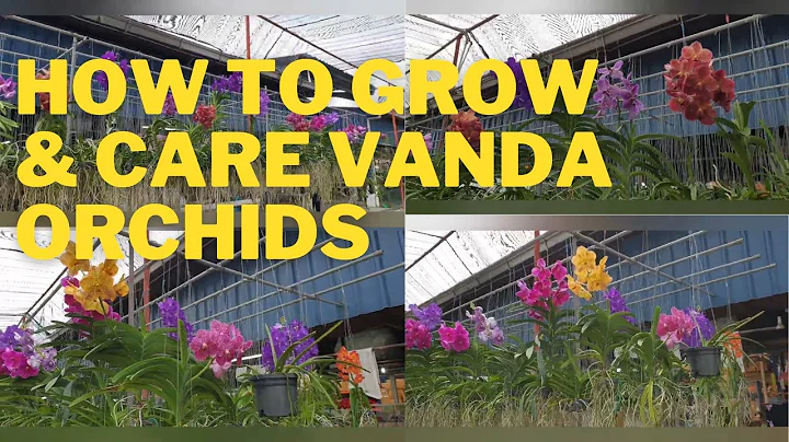 How to Grow and Care for Vanda Orchid
