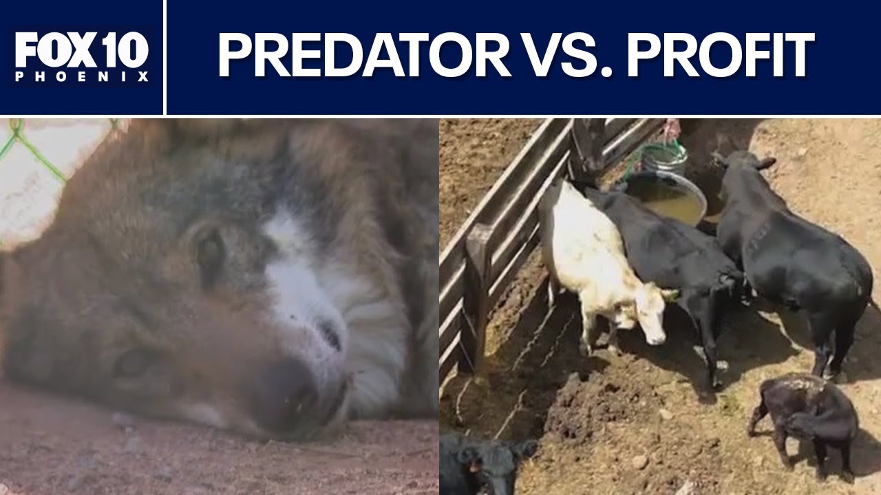 Conservation vs. commerce: The fight over Arizona's wolf population | FOX 10 Phoenix