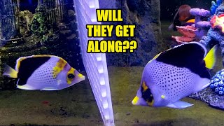 Introducing a VERY RARE Butterflyfish to an Established Fish Tank