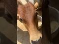 Cow eating