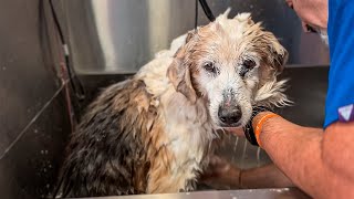 Watch this dog get the first bath of his life!