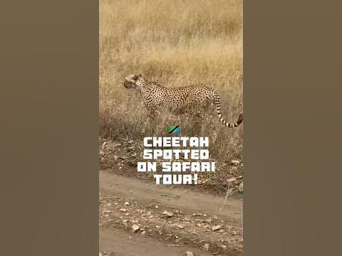 🇹🇿 SPOTTING CHEETAH AT TARANGIRE NATIONAL PARK! #travelshorts #