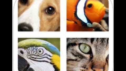 Close Up Animals Level 3 Answers 1-10