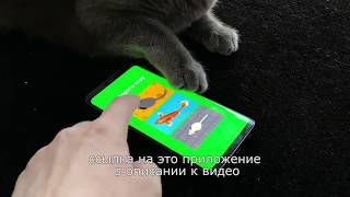 Кот играет с мышью на телефоне