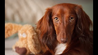 Can Dachshunds be trained to use a litter box?