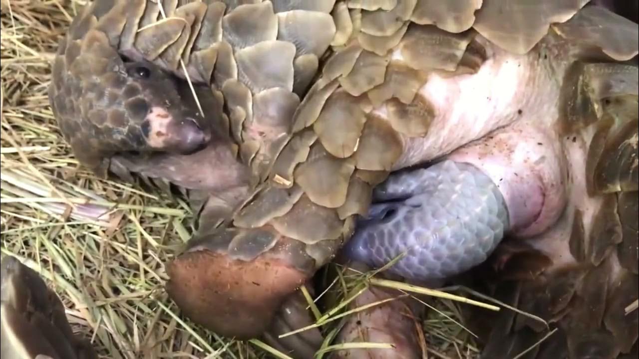 Incredibly tough mother Pangolin giving birth 4k Nature (Ultra HD