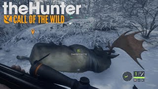 The Hunter  Call Of The Wild - Caçando Alces no mapa da neve!  #TheHunter #Gameplay #Simulador screenshot 4