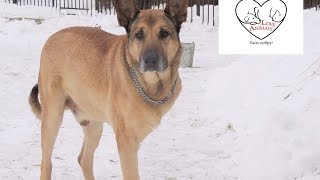 В России тоже есть свой Animal Planet! В России тоже есть свой Animal Planet!