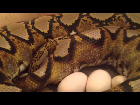 Blackpool Reptiles- Sunfire Reticulated Python laying !!