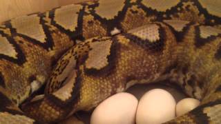 Celebrity Blackpool Reptiles- Sunfire Reticulated Python laying !! Wealth