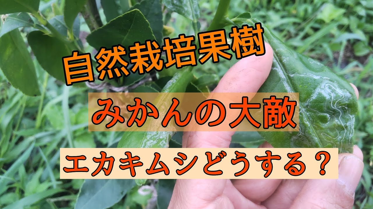 みかんの大敵 エカキムシとアゲハチョウの幼虫 - YouTube