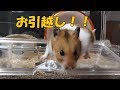 ルーミィ ベーシックにお引越しです