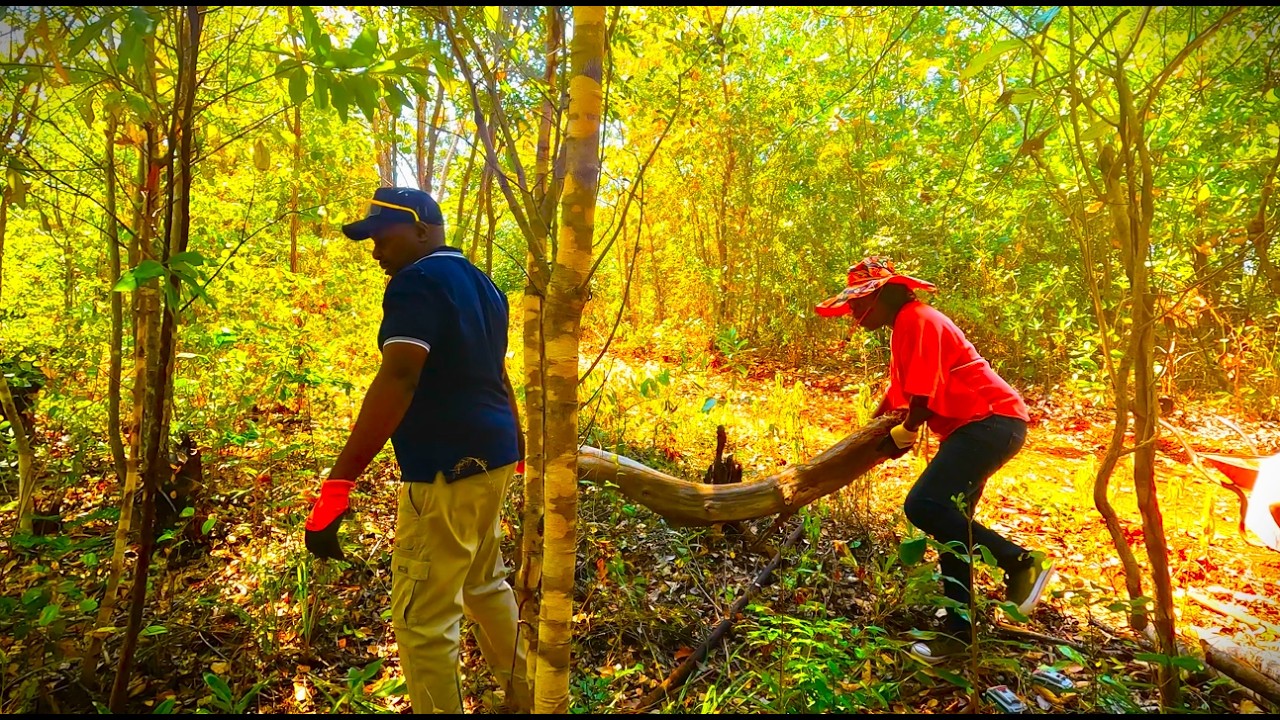 #43 Firewood. Grain Preps. Life. Homesteading in rural Zimbabwe.
