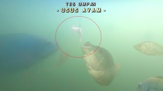 TES UMPAN : USUS AYAM & VS LUMUT MURNI