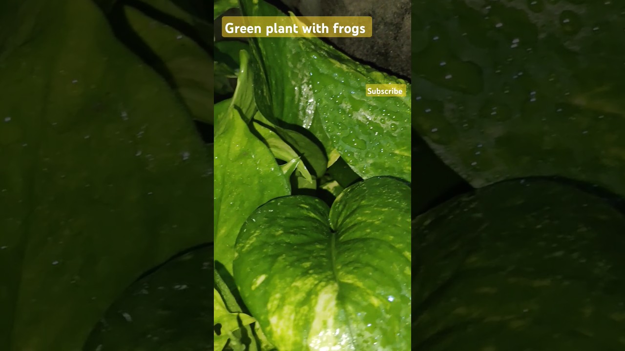 green plant with frog 